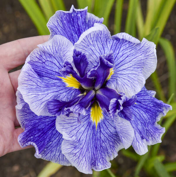 Iris 'Center of Attention' Japanese Iris