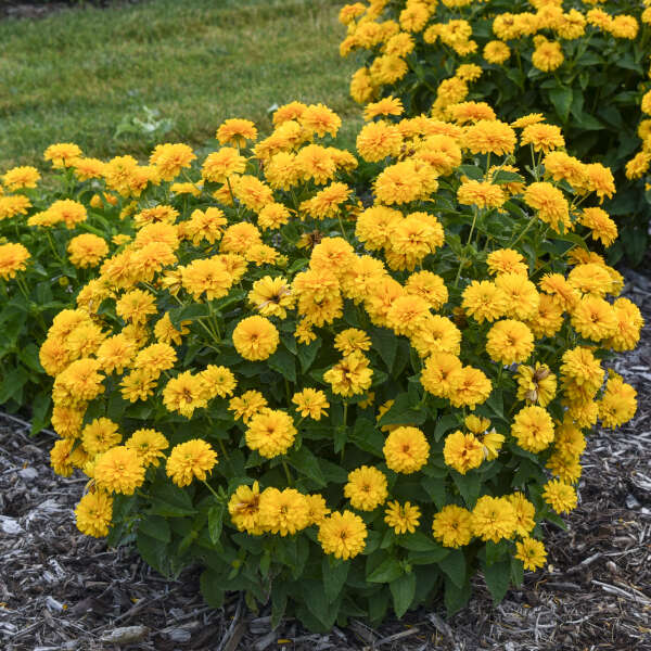 Heliopsis 'Rays for Days' False Sunflower