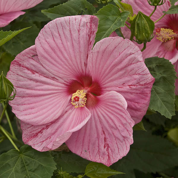 Hibiscus 'Peppermint Schnapps' Rose Mallow