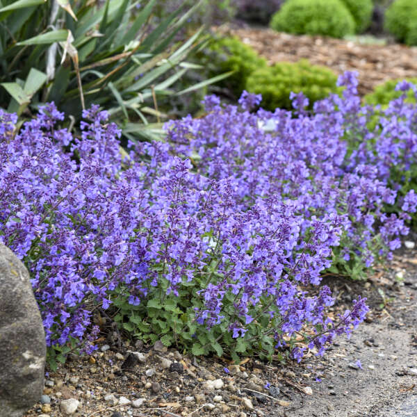 Nepeta 'Catwalk Queen' Catmint
