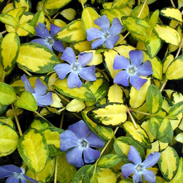 Vinca 'Illumination' Myrtle