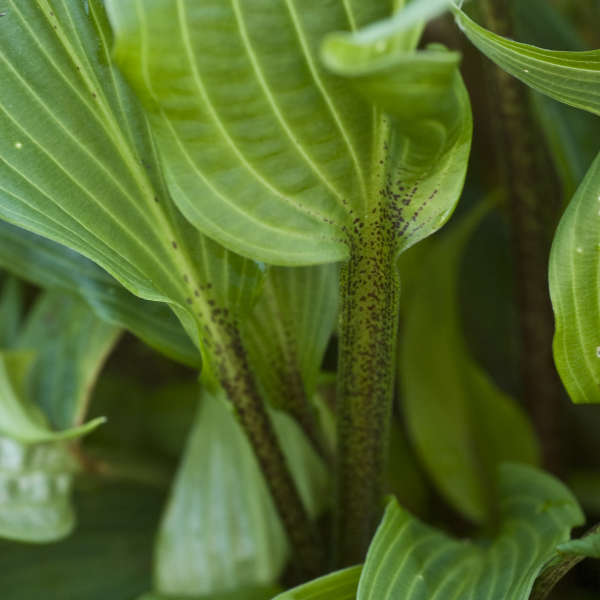 Hosta 'Katsuragawa Beni' Hosta