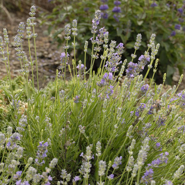 Lavandula Angustifolia 'Ellagance Sky' | Perennial Resource