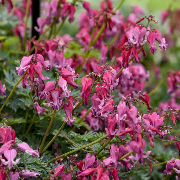 Dicentra 'Passion Hearts' Fern-leaved Bleeding Heart