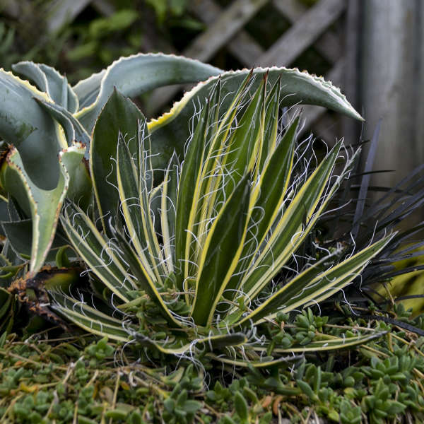 Agave Queen of White Thread ('Shira ito no Ohi') Agave