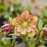 Helleborus 'Childhood Sweetheart'