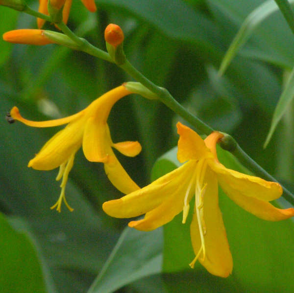 Crocosmia 'Norwich Canary' Montbretia