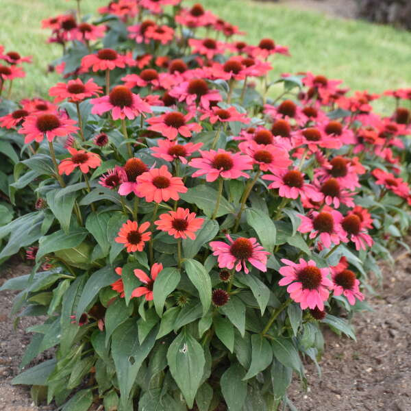 Echinacea 'Knock 'em Red' Coneflower