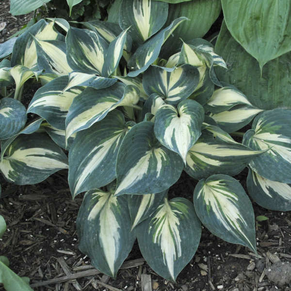 Hosta 'Ivory Queen' Hosta