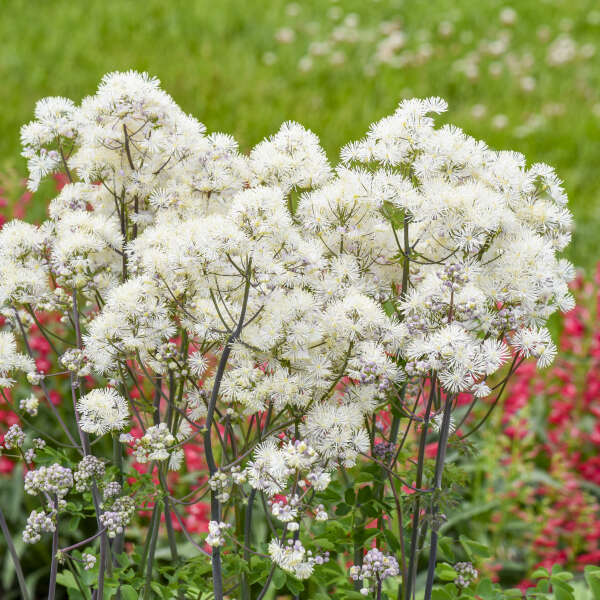 Thalictrum 'Cotton Ball' Meadow Rue