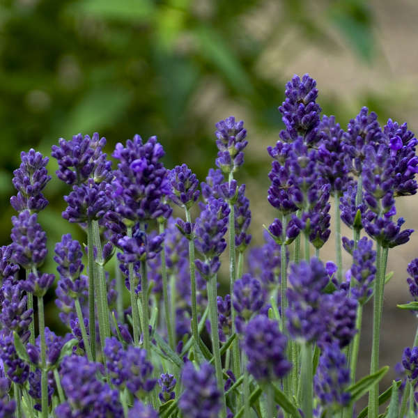 Lavandula 'Lavance Deep Purple' English Lavender