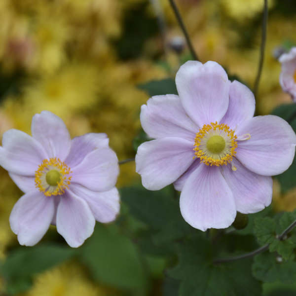 Anemone 'Queen Charlotte' Japanese Anemone