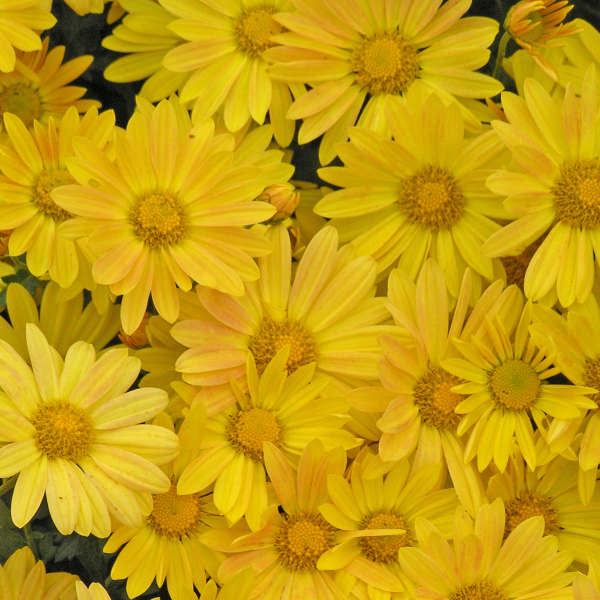 Chrysanthemum 'Harmony' | Perennial Resource