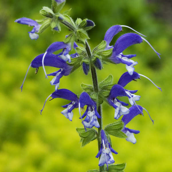 Salvia 'Madeline' Perennial Salvia