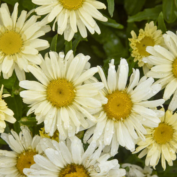 Leucanthemum 'Seventh Heaven' Shasta Daisy