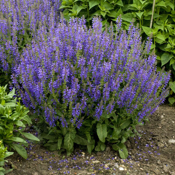 Salvia 'Rhapsody in Blue' PP15148 CPBR3202 | Perennial Resource