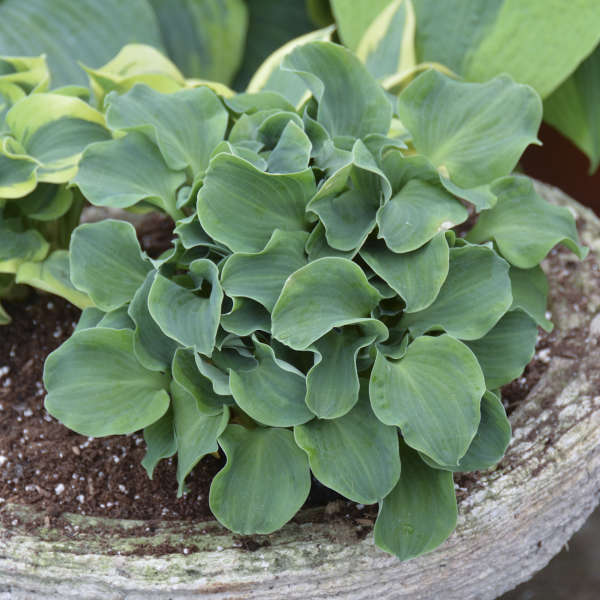 Hosta 'Church Mouse' Hosta