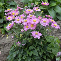 Anemone Curtain Call Deep Rose Pp30520 Walters Gardens Inc