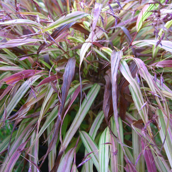 Hakonechloa 'Naomi' Hakone Grass