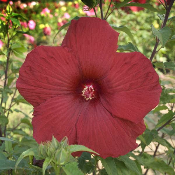 Hibiscus 'My Valentine' Rose Mallow