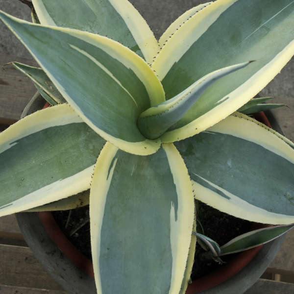 Agave guiengola 'Creme Brulee' | Perennial Resource