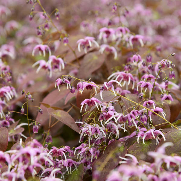 Epimedium 'Pretty in Pink' Barrenwort