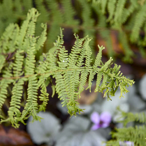 Athyrium 'Fronds Forever' Lady Fern