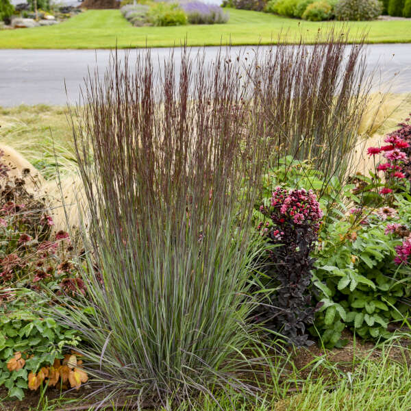 Schizachyrium 'Cinnamon Sticks' Little Bluestem