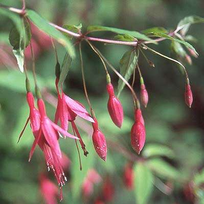 Fuchsia magellanica Hardy Fuchsia