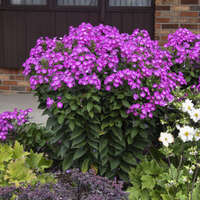 Phlox 'Dream Girl'