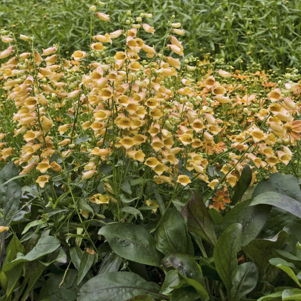 Digitalis GOLDCREST Foxglove