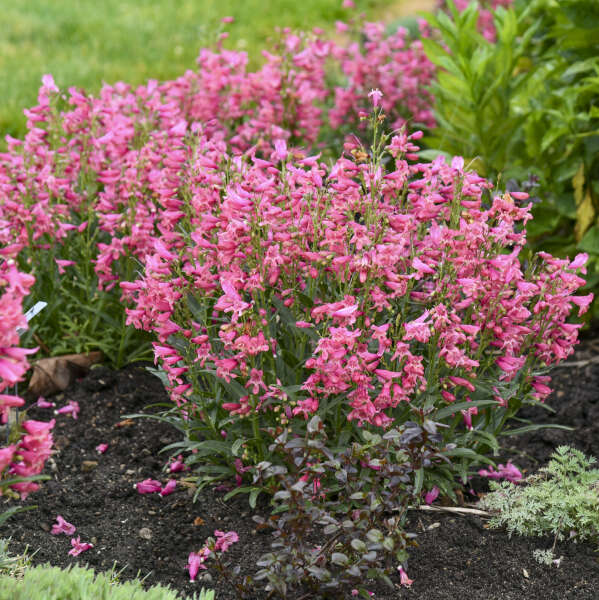Penstemon 'Pink Pearls' Bearded Penstemon