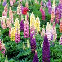 Lupinus Popsicle Series - Mixed