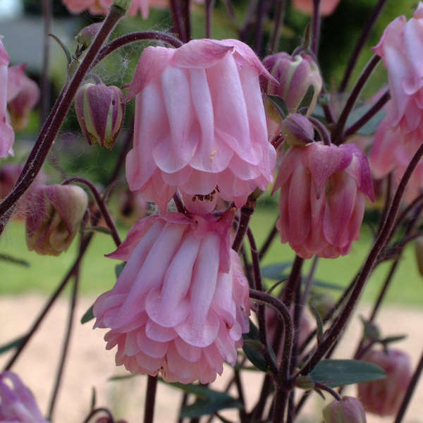 Aquilegia 'Dorothy Rose' Columbine