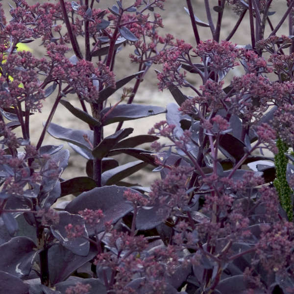 Sedum 'Black Jack' Autumn Stonecrop