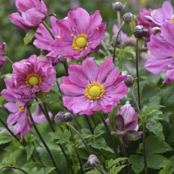 Anemone Curtain Call Deep Rose Pp30520 Walters Gardens Inc