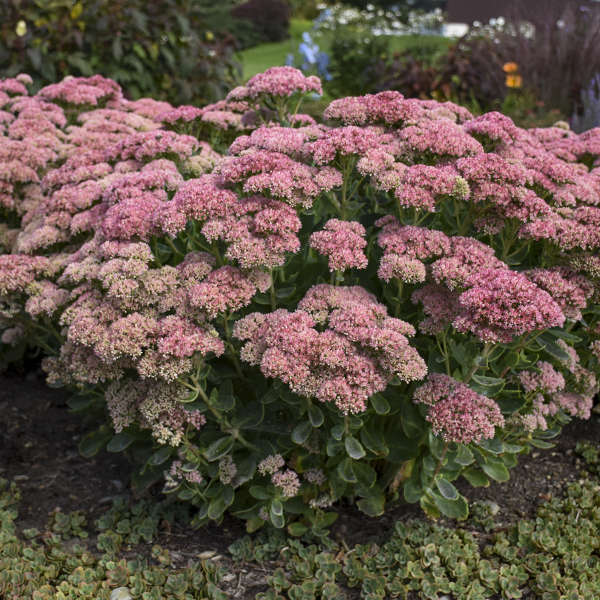 Image of Sedum ‘Autumn Joy’