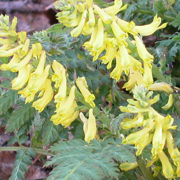 Corydalis cheilanthifolia Corydalis