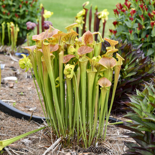 Sarracenia 'Copper Top' Pitcher Plant