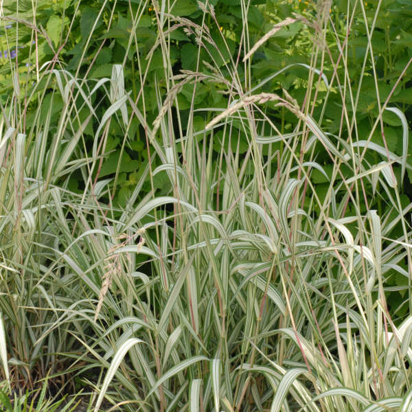 Phalaris 'Feesey' Ribbon Grass