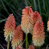 Kniphofia 'Hot and Cold'