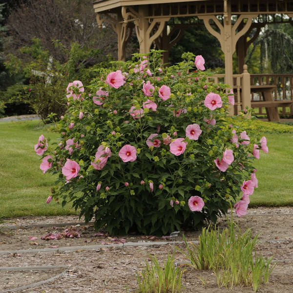 Hibiscus 'Peppermint Schnapps' Rose Mallow