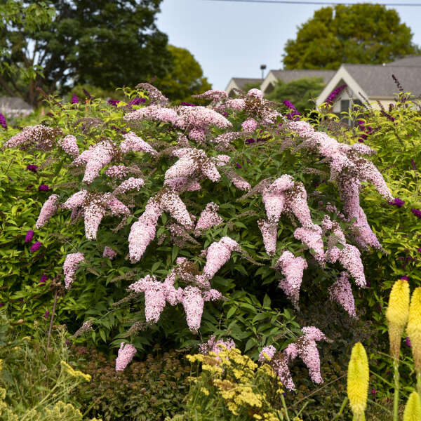 Buddleia 'Pink Cascade II' Butterfly Bush