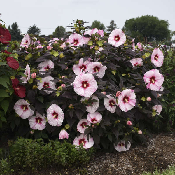 Hibiscus 'Perfect Storm' Rose Mallow