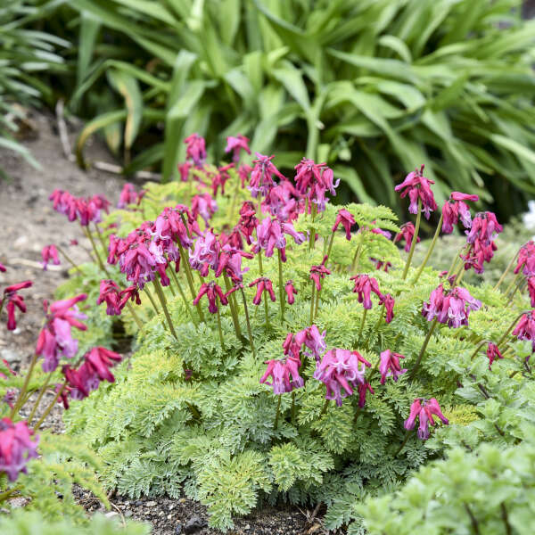 Dicentra 'Passion Hearts' Fern-leaved Bleeding Heart