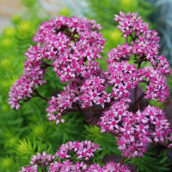 Sedum 'Cherry Tart' Stonecrop