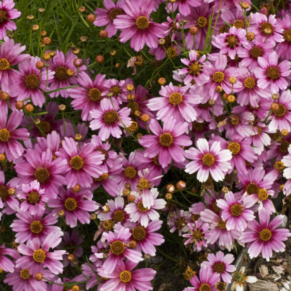 Coreopsis 'Heaven's Gate' Threadleaf Coreopsis