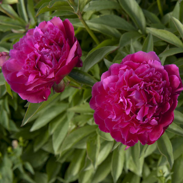 Paeonia 'Shawnee Chief' Garden Peony