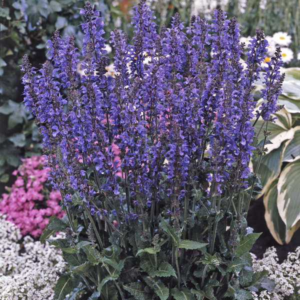 Salvia 'Rhapsody in Blue' Perennial Salvia