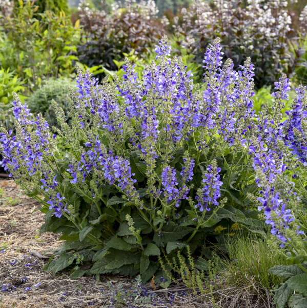 Salvia 'Big Sky' Perennial Salvia